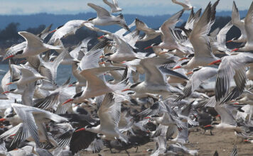 Terns in flight