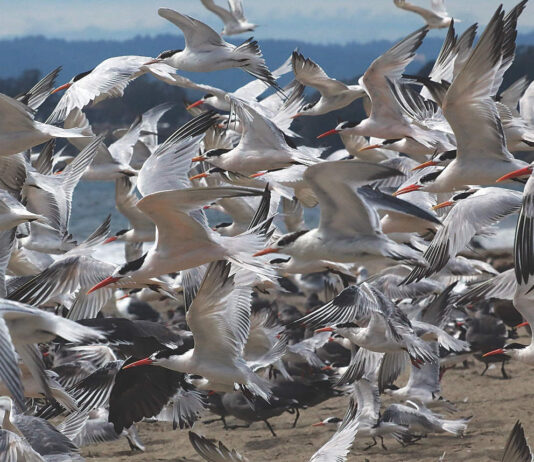 Terns in flight