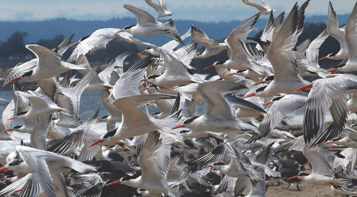 Terns in flight