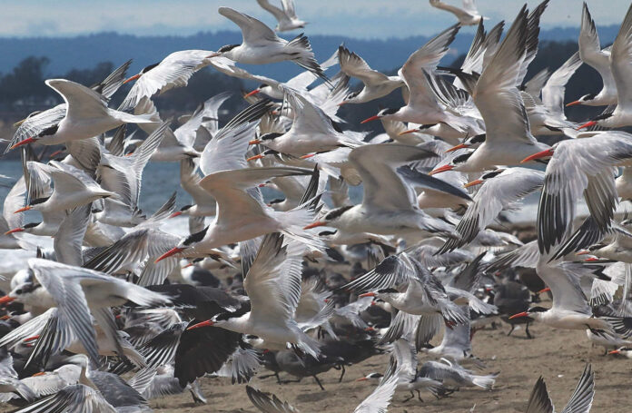 Terns in flight