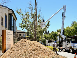 Mountain View announces cause behind tree decline