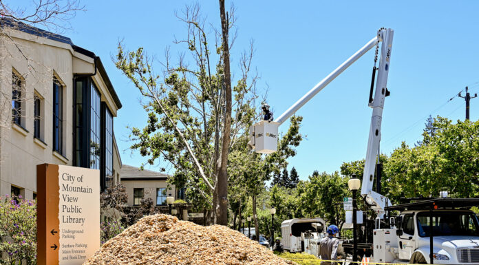 Mountain View announces cause behind tree decline