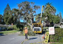 Beloved Rinconada Court oak taken down