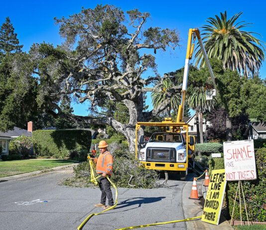 Beloved Rinconada Court oak taken down