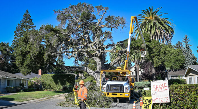 Beloved Rinconada Court oak taken down