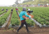 Strawberries drive increase in Santa Cruz County crop values